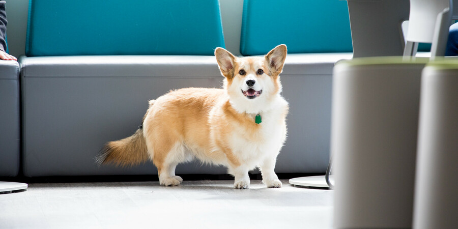 Corgie hanging out in the staff lounge